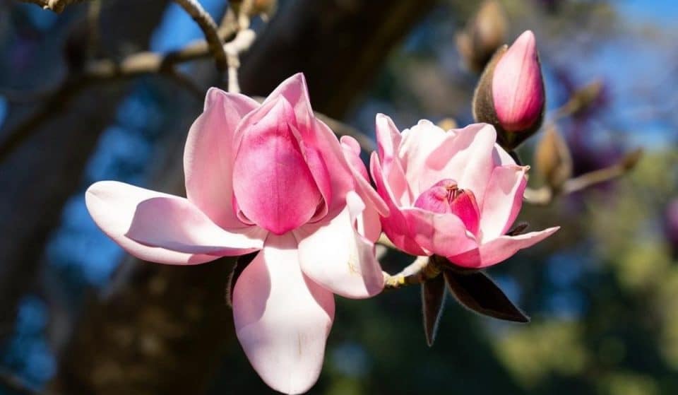Magnolia Trees Are Beginning To Bloom At SF Botanical Garden