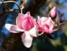 Magnolia Trees Are Beginning To Bloom At SF Botanical Garden