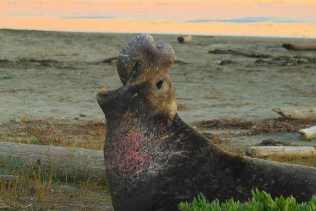 Here’s How You Can See The Elephant Seals Now At Point Reyes