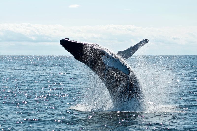 A humpback whale breaches out of the water.