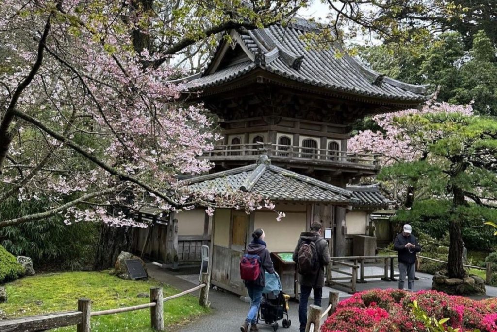 Cherry trees bloom around the entrance to the Japanese Tea Garden.