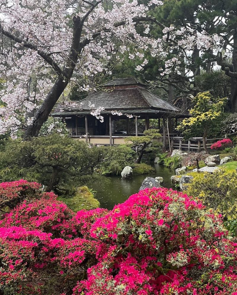 The tea house in the Japanese Tea Garden surrounded by blooming cherry blossoms and other flowers.