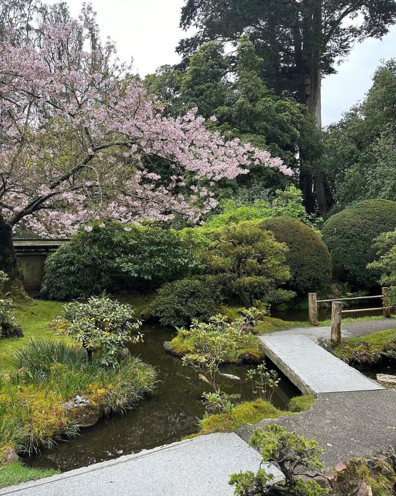 A cherry tree in bloom over the koi pond at the Japanese Tea Garden