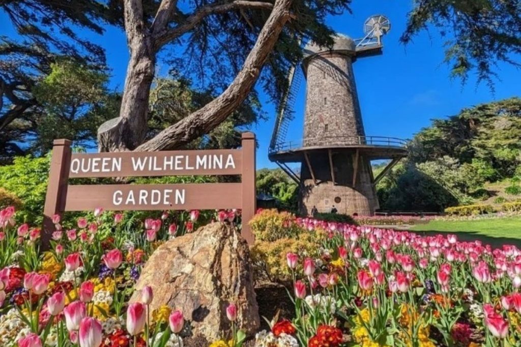 A sign reading "Queen Wilhelmina Tulip Garden" surrounded by pink and white tulips with a Dutch windmill in the background.