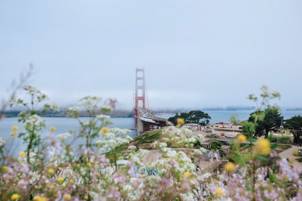 A view of the Golden Gate Bridge on a foggy day with wildflowers in the foreground.
