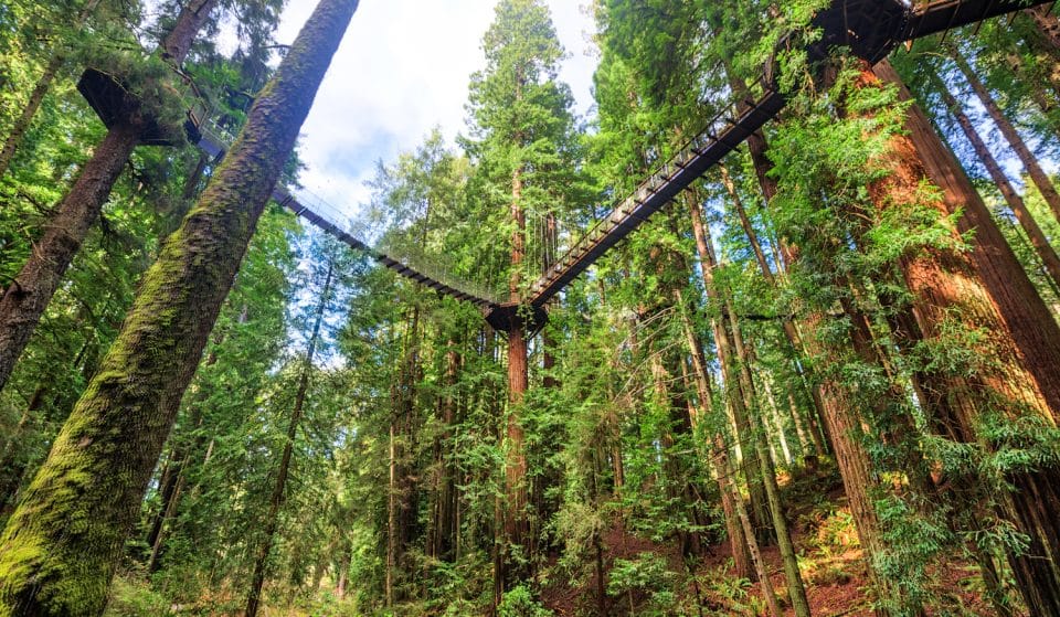 This Incredible Skywalk In NorCal Puts You On The Same Level As The Redwoods