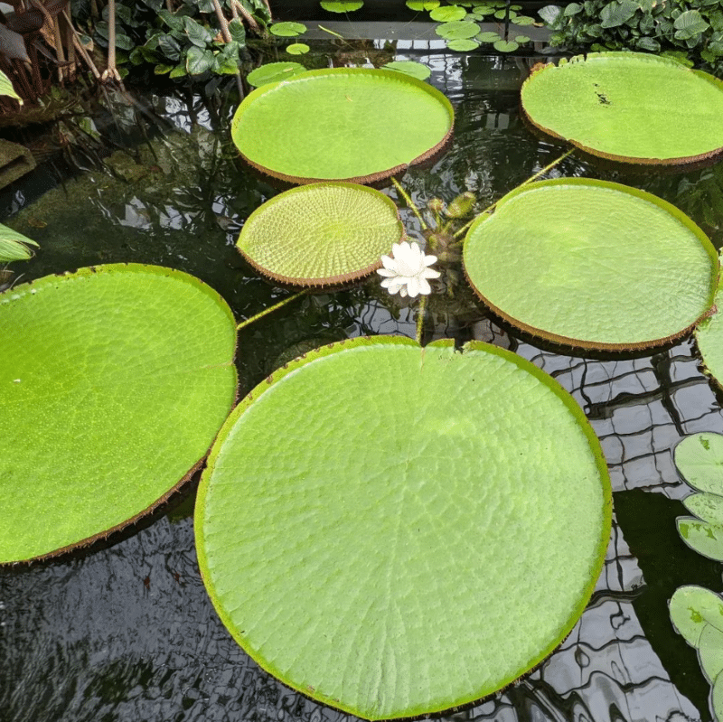 A white water lily in bloom between huge lily pads at the Conservatory of Flowers