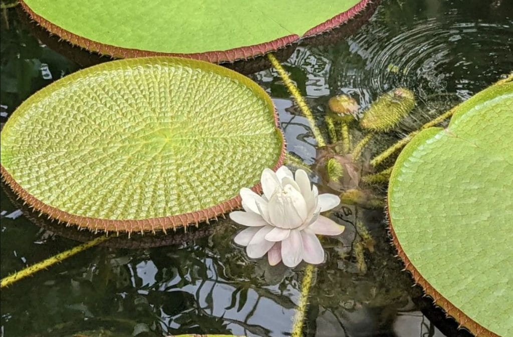 Giant Water Lilies Are In Bloom Through The Summer At The Conservatory Of Flowers