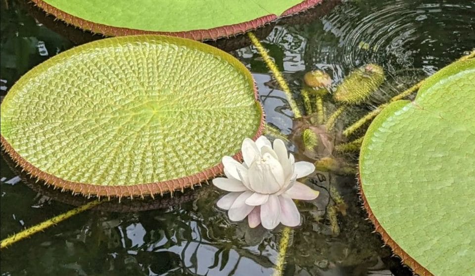 Giant Water Lilies Are In Bloom Now At The Conservatory Of Flowers