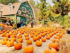 12 Outstanding Bay Area Pumpkin Patches To Visit This Fall