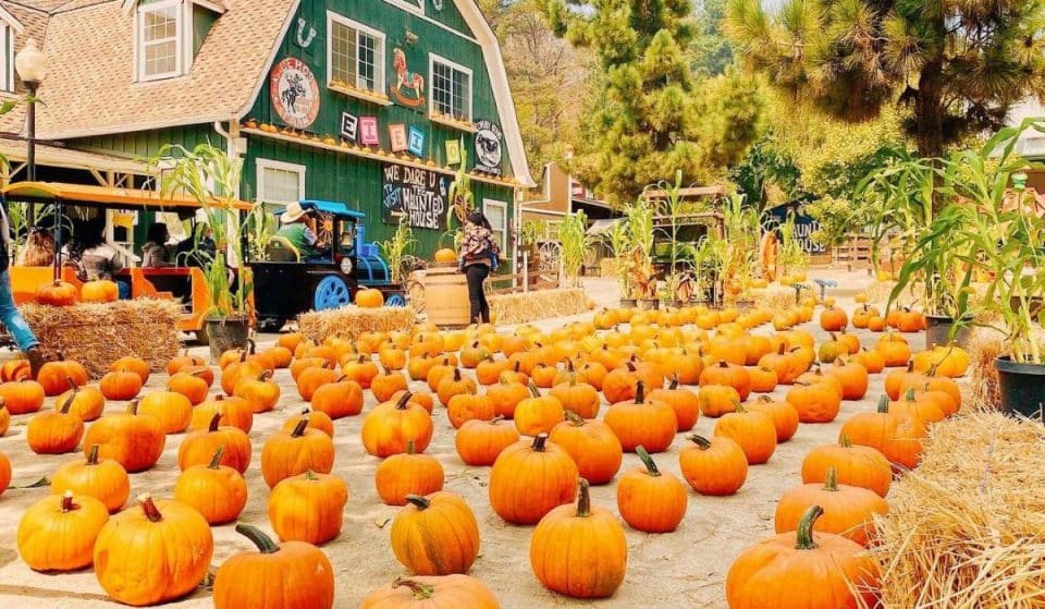16 Outstanding Bay Area Pumpkin Patches To Visit This Fall
