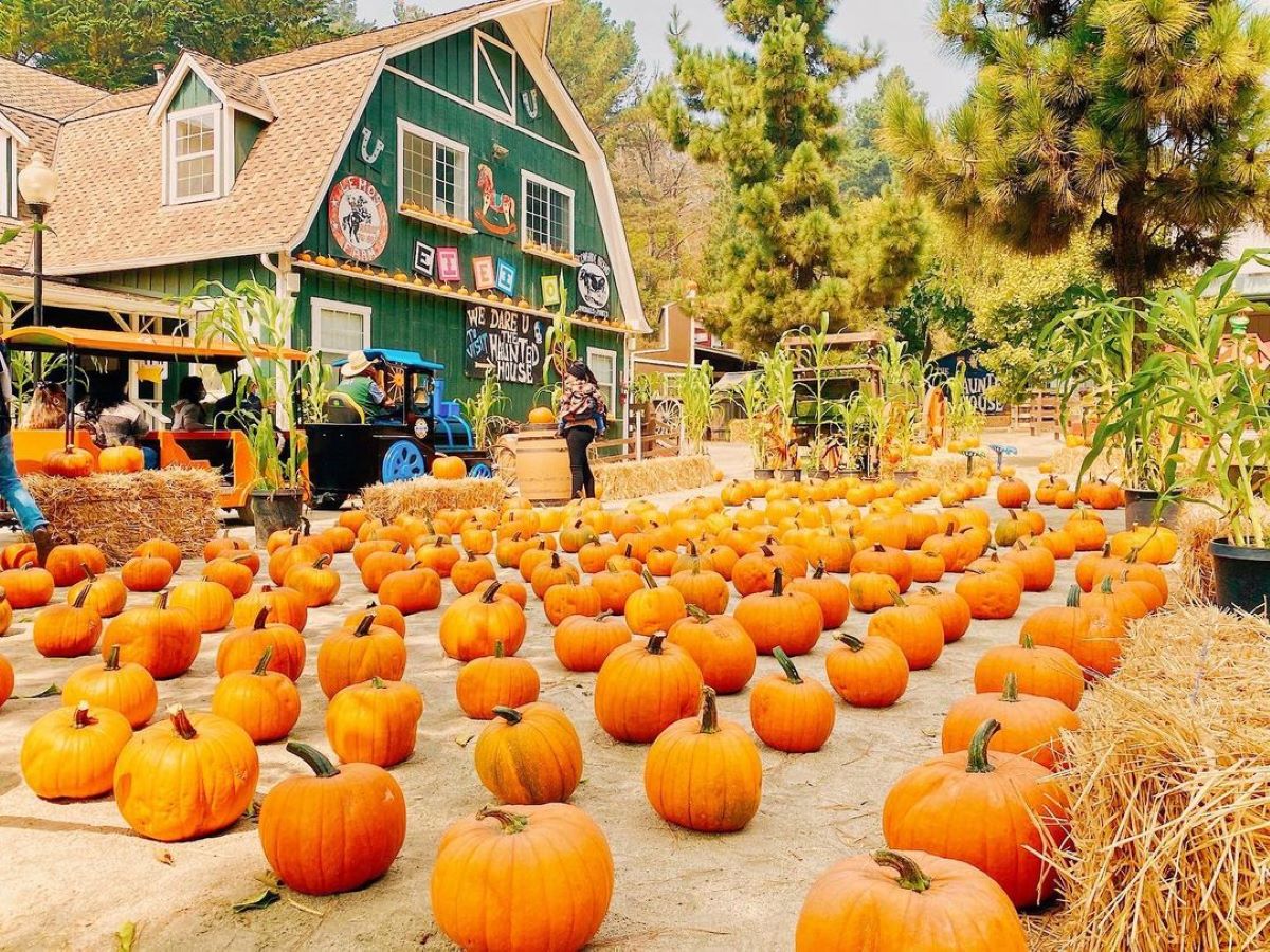 A large selection of pumpkins in front of a dark green barn.