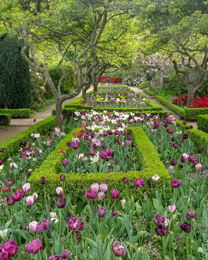 Spring 2023 Has Sprung At Filoli Estate & Gardens In Woodside