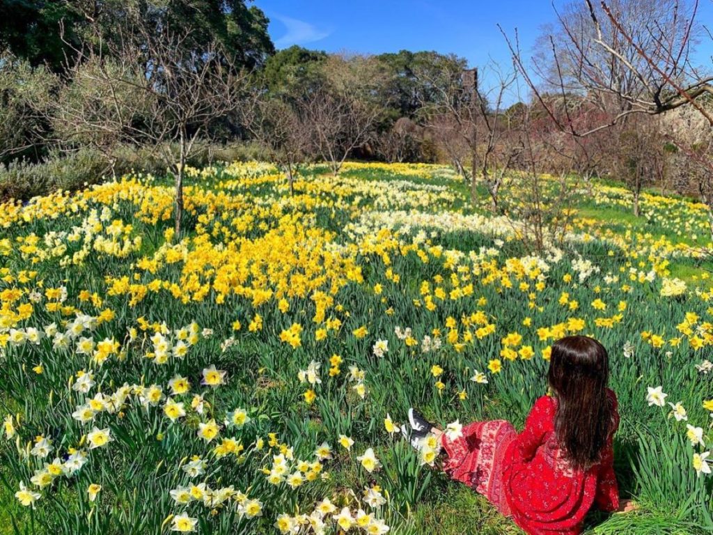 A woman in a red dress sits looking at a field of yellow daffodils at Filoli.