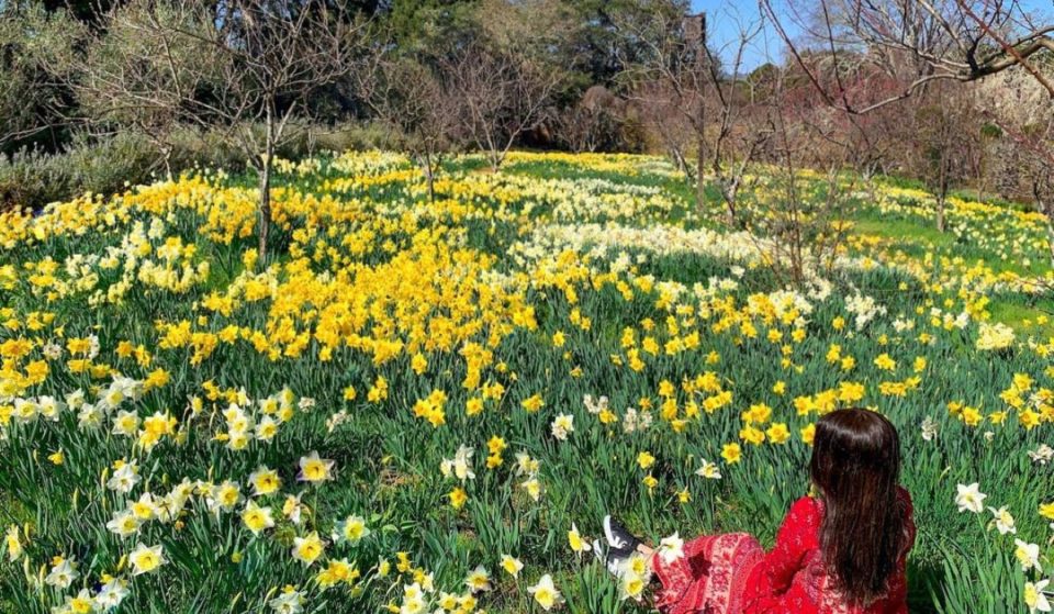 This Historic Estate Is Blooming With 1 Million Daffodils