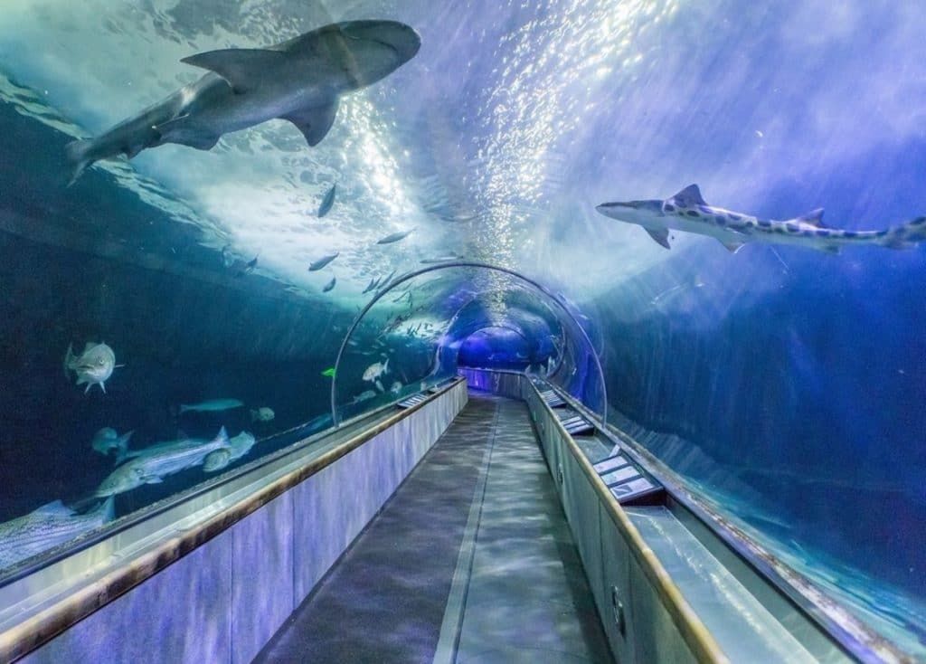 Sharks and fish swim overhead in a luminous underwater walk-through tunnel.