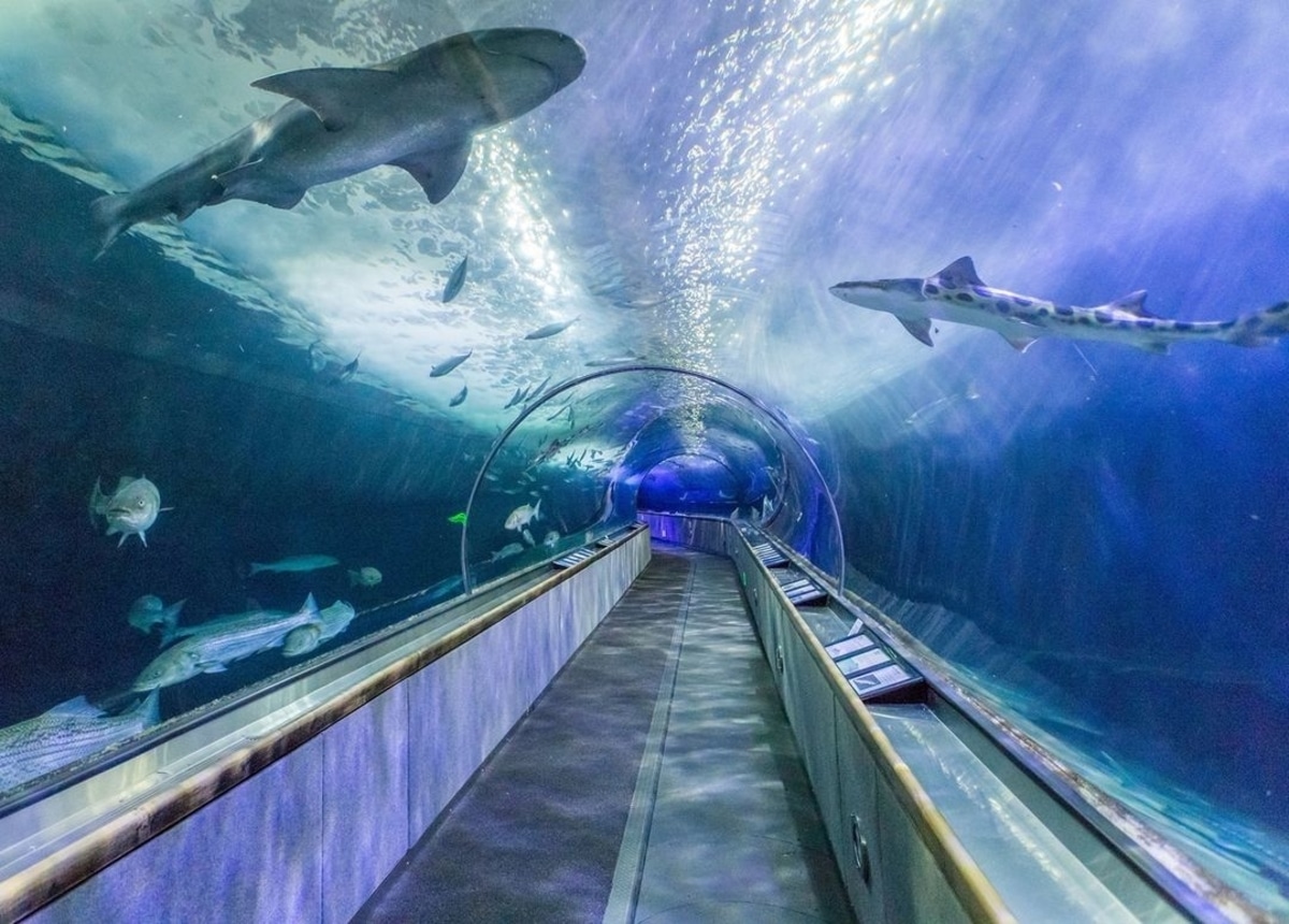 A round underwater tunnel at Aquarium of the Bay, with a variety of fish and sharks swimming over and around the walkway. 