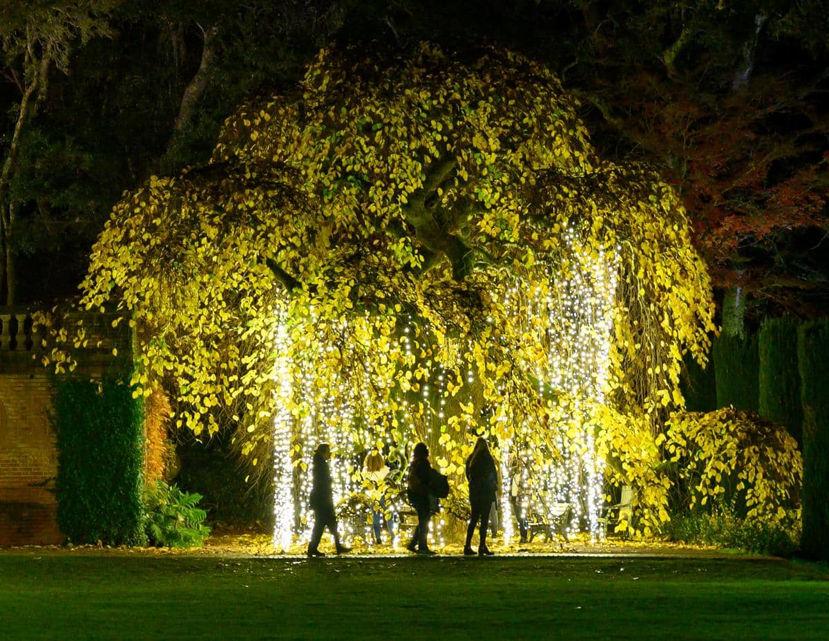 3 people walk silhouetted against a glowing tree decorated in golden lights at Holidays at Filoli.
