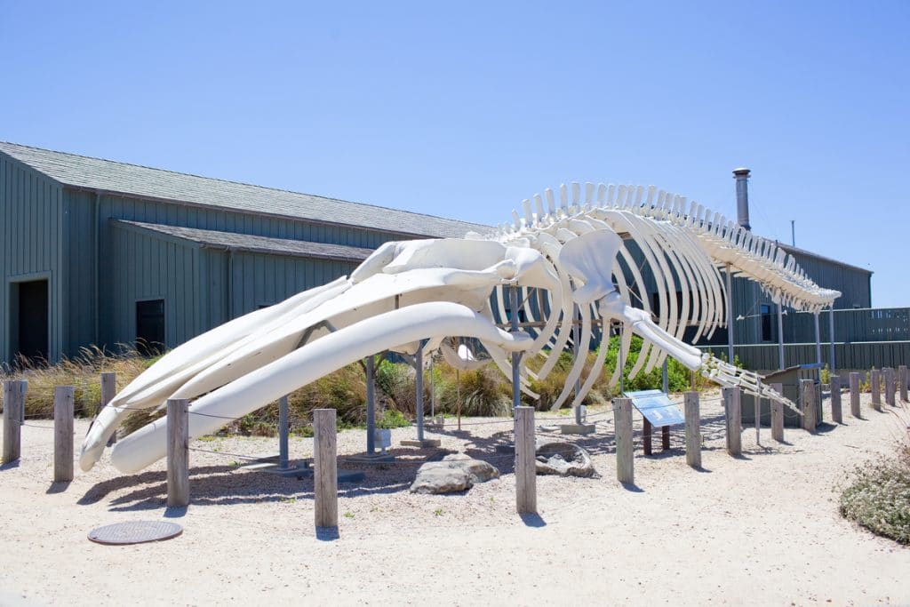 This Blue Whale Skeleton In Santa Cruz Is One Of The World’s Largest On Display