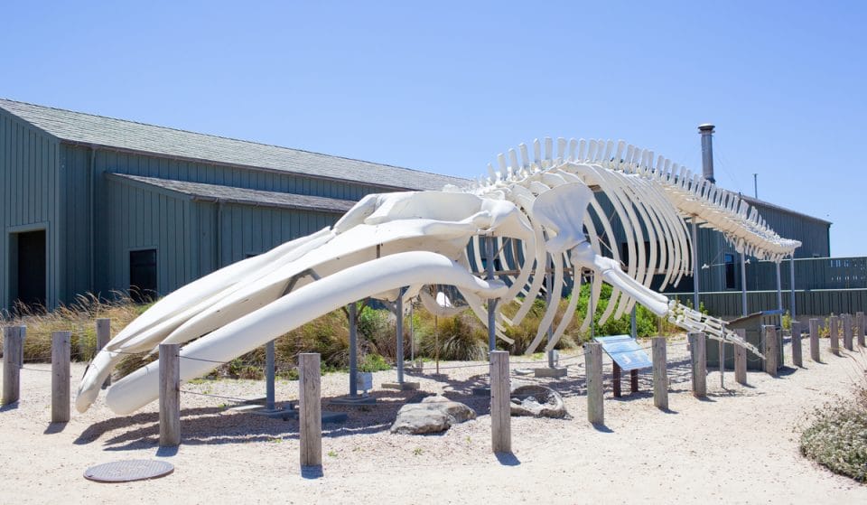 This Blue Whale Skeleton In Santa Cruz Is One Of The World’s Largest On Display