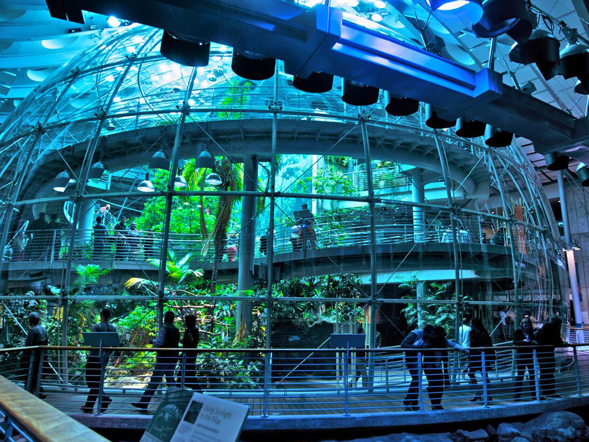 Enclosed clear dome encases an indoor rainforest in the Academy of Sciences.