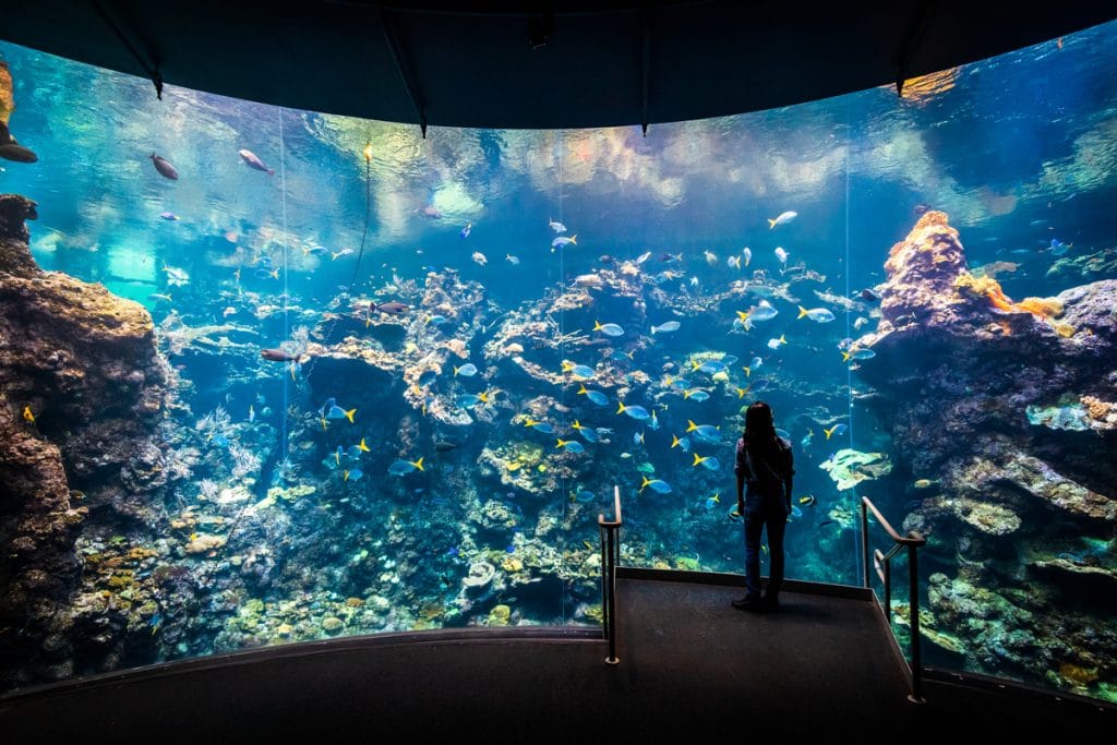 A person looks into a giant aquarium at the California Academy of Sciences