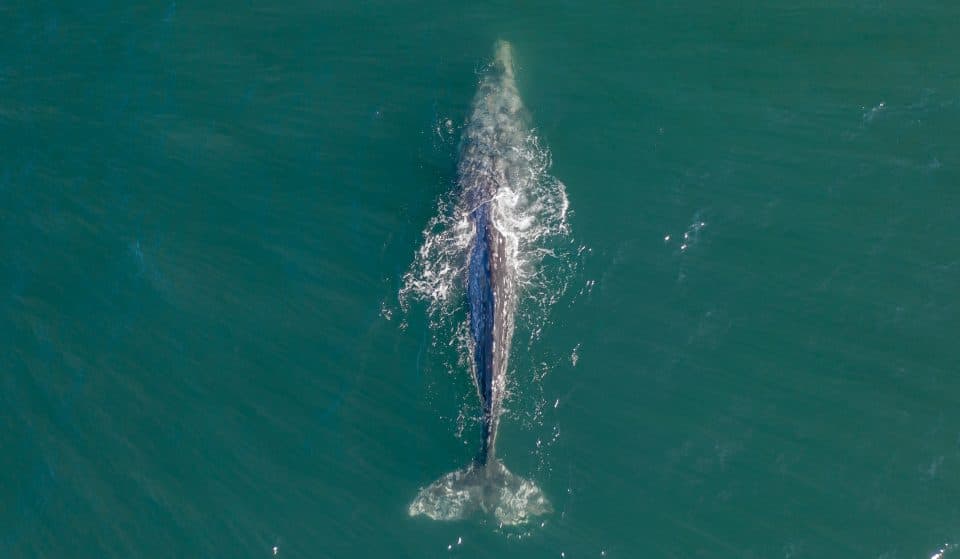 Gray Whales Are Putting On A Show In The San Francisco Bay