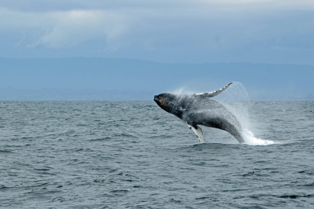 A humpback whale breaches in Monterey Bay.