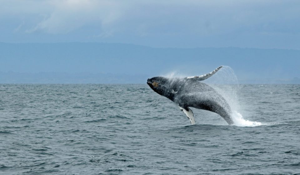 12 Places To Go Whale Watching Around The Bay Area