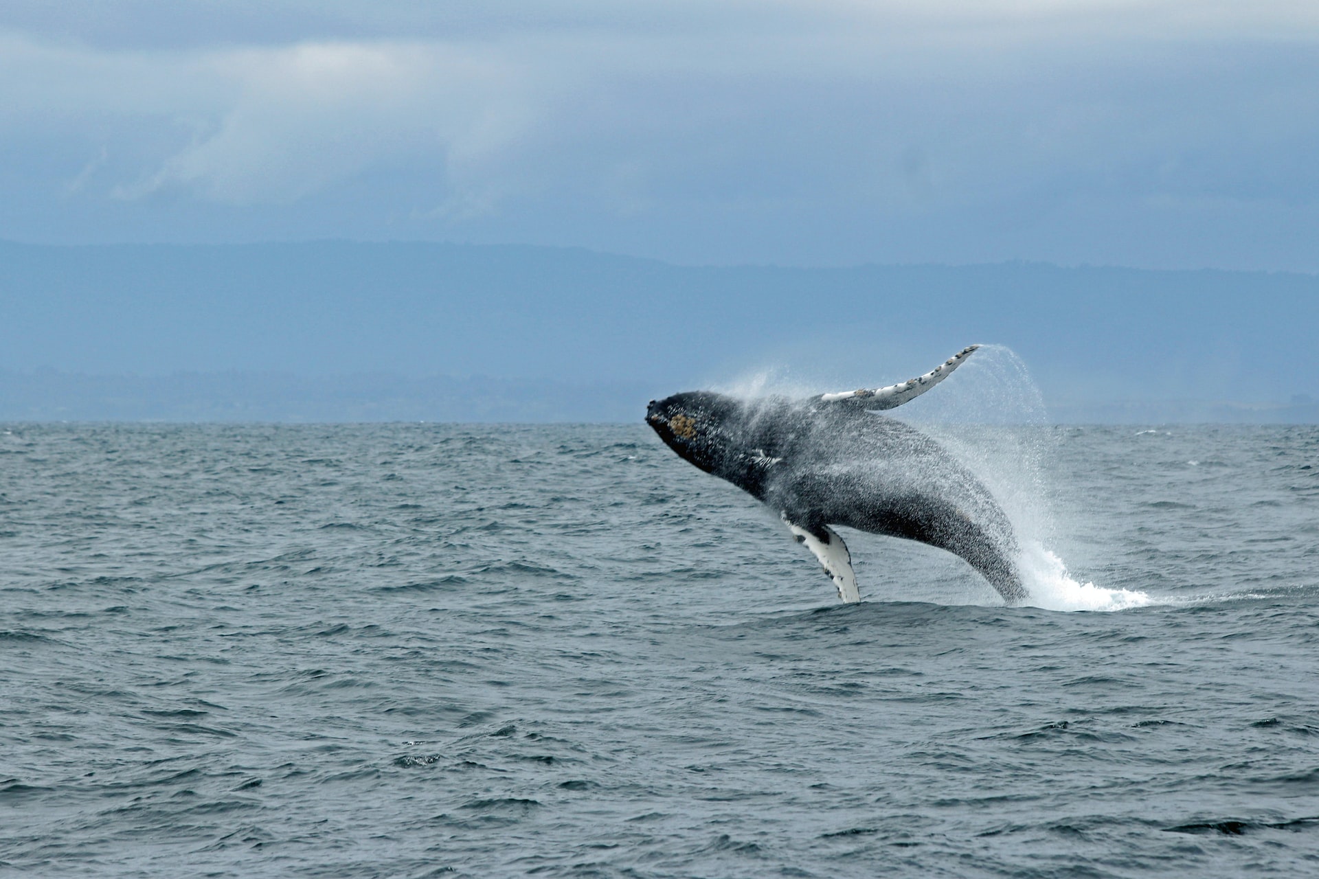 Best Whale-Watching Destinations Around The World