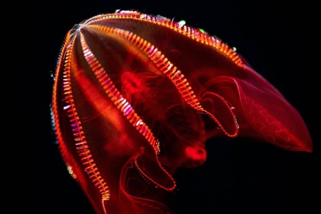 An Exhibition Of Rare Deep-Sea Creatures Is Wowing Crowds At Monterey Bay Aquarium