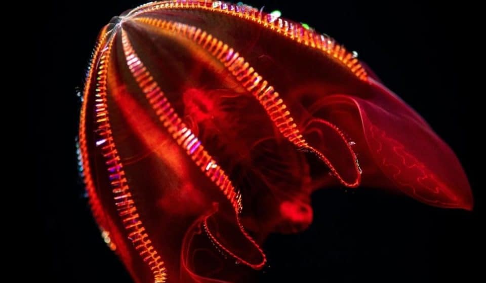A New Exhibition Of Rare Deep-Sea Creatures Is Coming To The Monterey Bay Aquarium