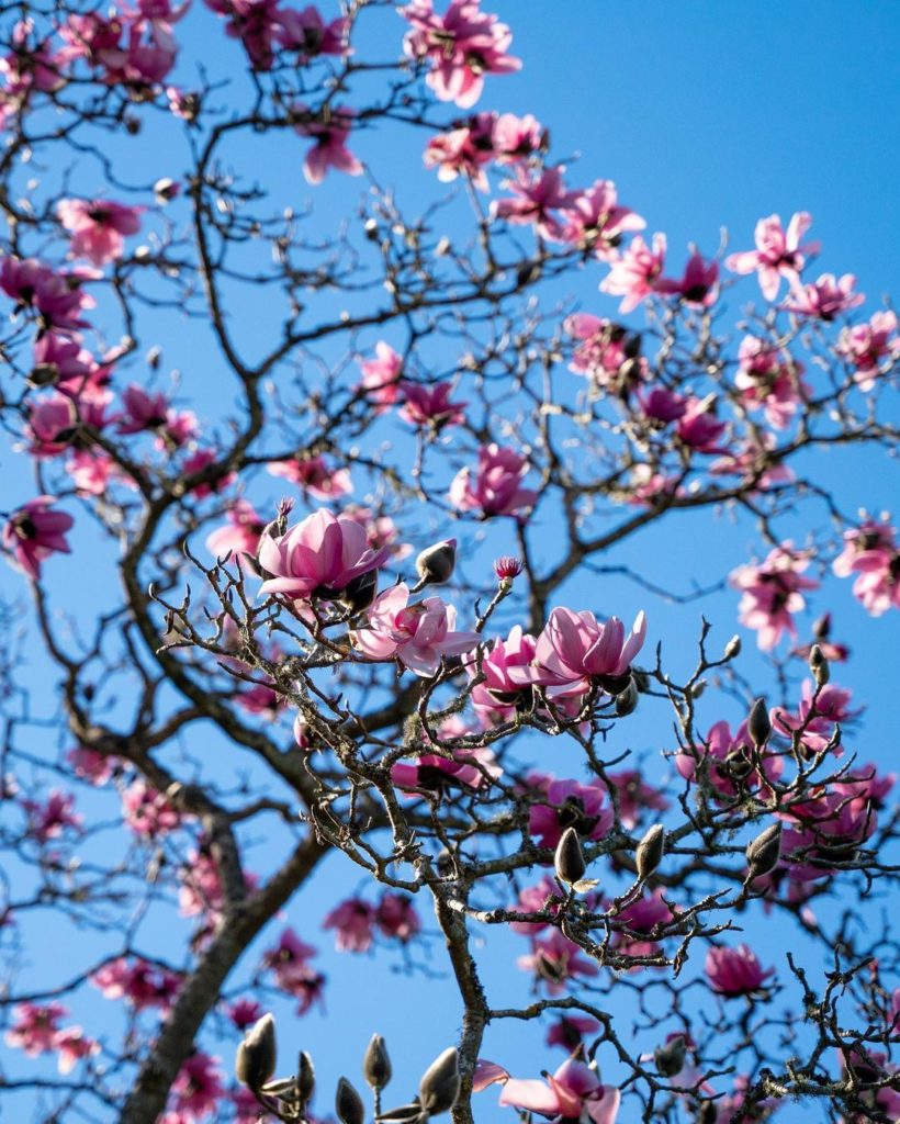 A magnolia tree in bloom against a blue sky.