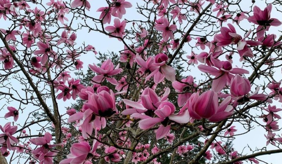 Dozens Of Magnolia Trees Are In Peak Bloom At SF Botanical Garden