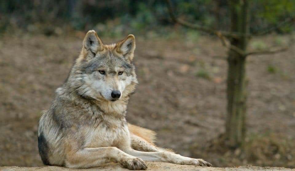 SF Zoo Has Named One Of Its New Gray Wolves ‘Betty White’