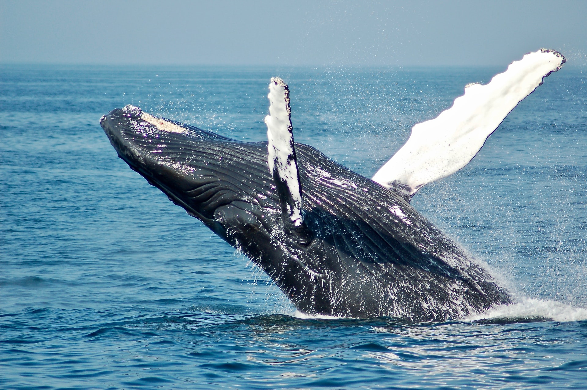 A dark blue-gray humpback whale breaches. 