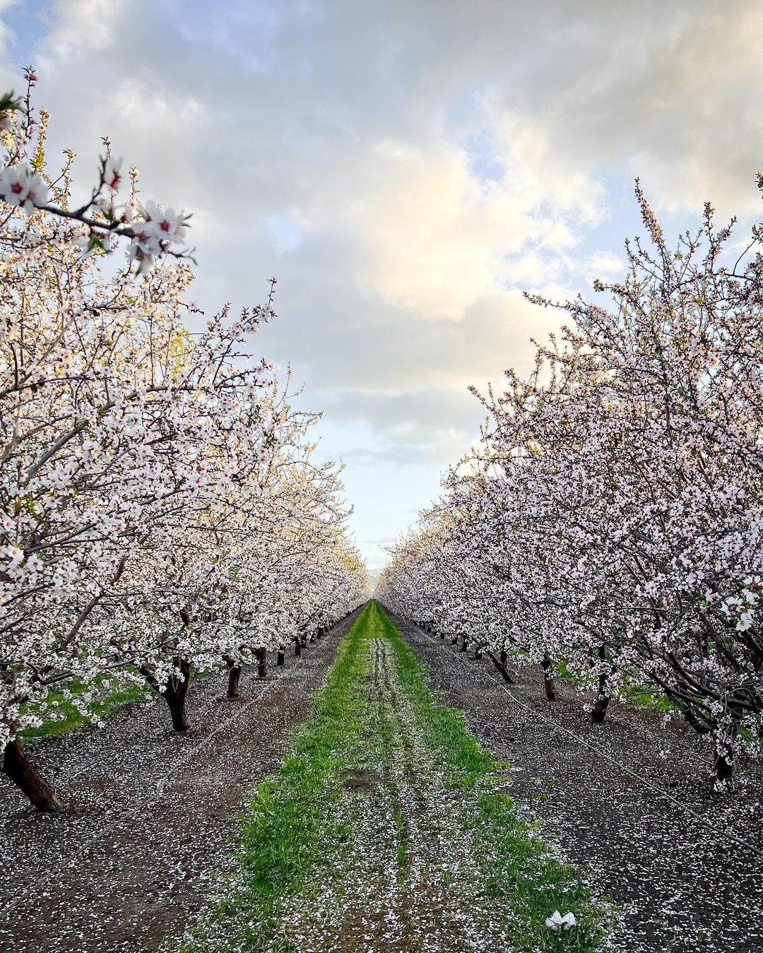 Thousands Of Almond Blossoms Are In Bloom Just An Hour From SF Secret