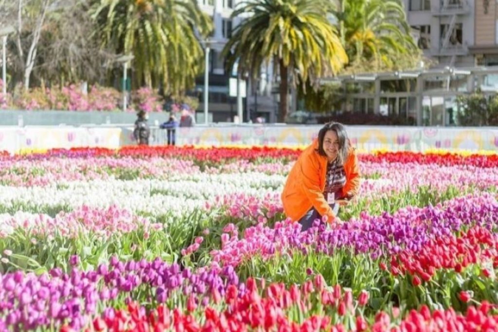 A woman picks flowers in a large colorful tulip field in Union Square.
