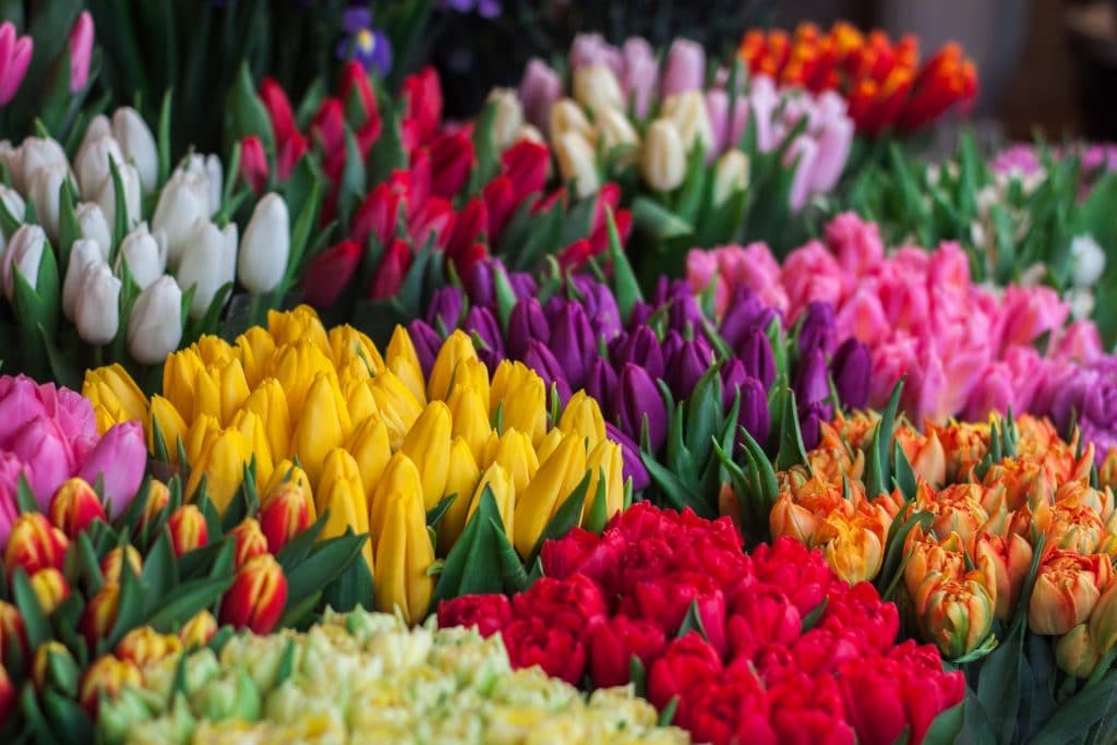 A display of colorful tulip bouquets.