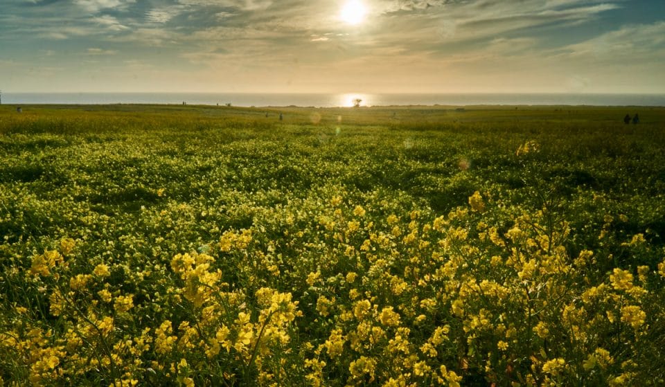Half Moon Bay’s Enormous Wild Mustard Field Is Now In Bloom