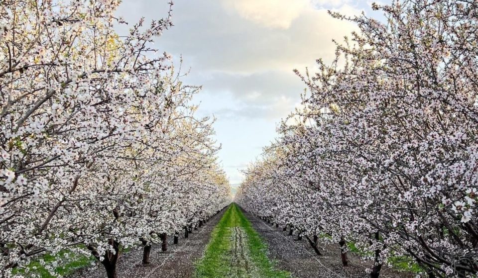 Thousands Of Almond Blossoms Are In Bloom Just An Hour From SF