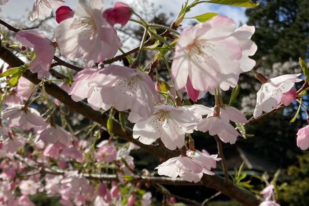A close up of cherry blossoms in bloom.