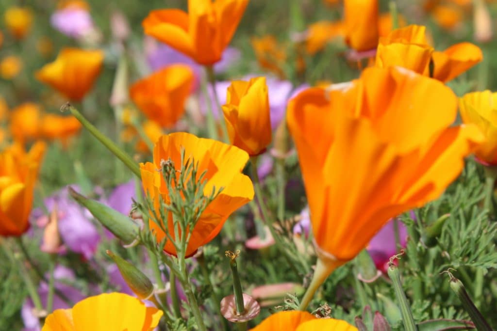 California poppies bloom with purple wildflowers in the background. 