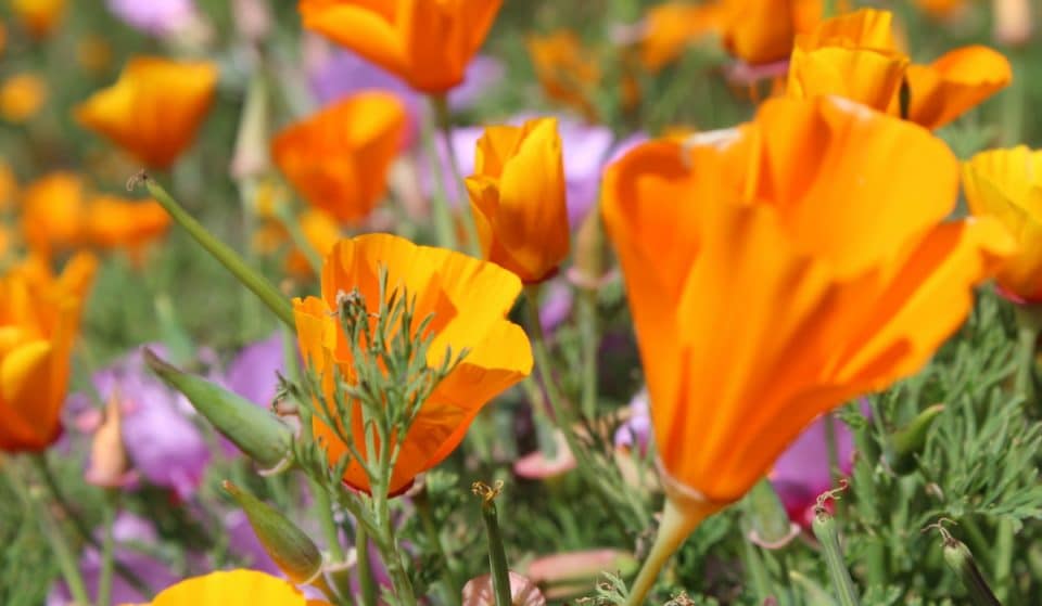 A Lovely Wildflower Festival Is Coming To Half Moon Bay This Sunday