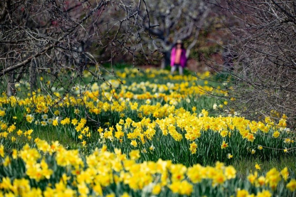 A field of daffodils with a person walking in the background.
