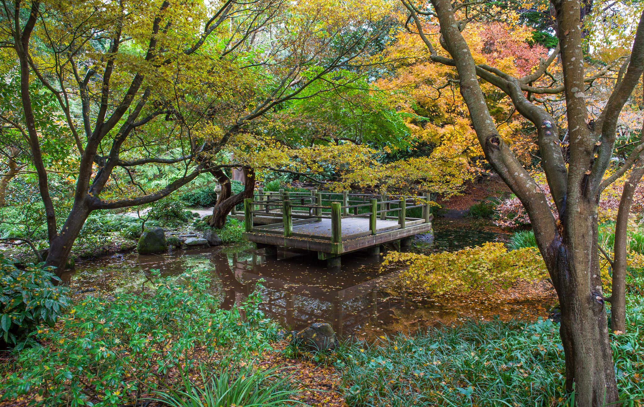 Platform viewing deck over pond in Moon Viewing Garden in San Francisco Botanical Garden with fall foliage color in Japanese Maple trees