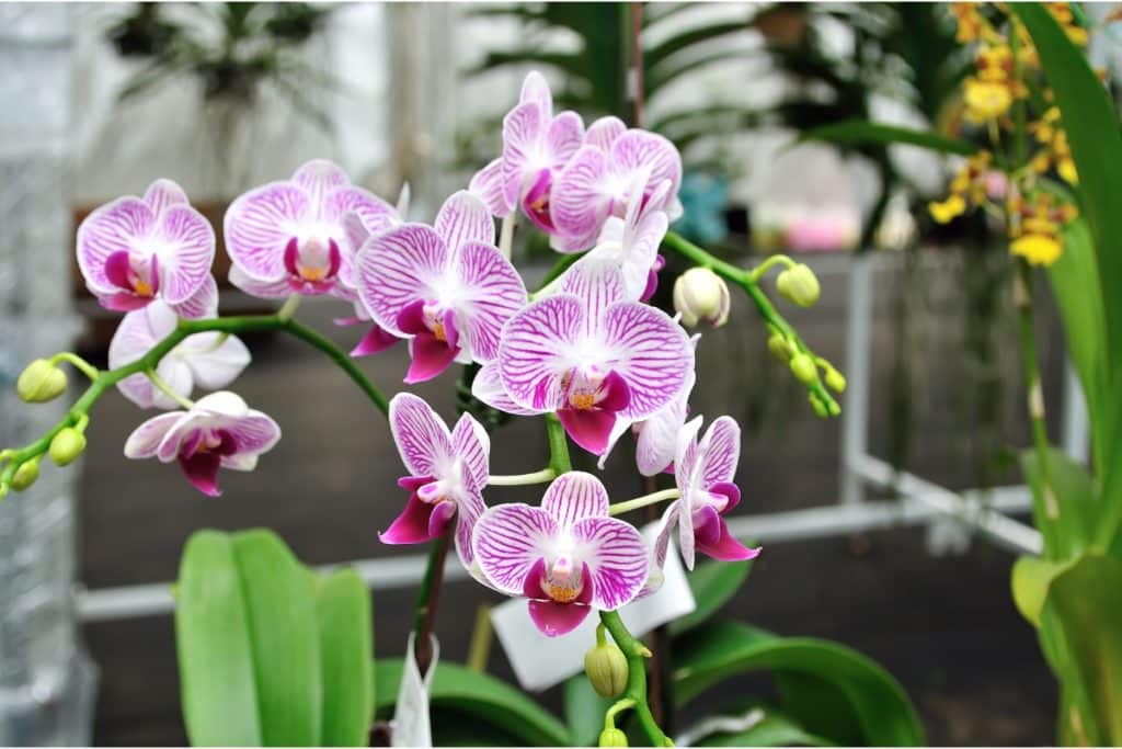 A purple orchid variety with leafy green plants in the background.