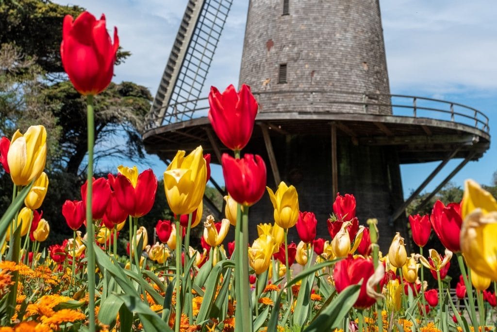 Red and yellow tulips in bloom in front of an authentic Dutch windmill at SF's Queen Wilhelmina Tulip Garden