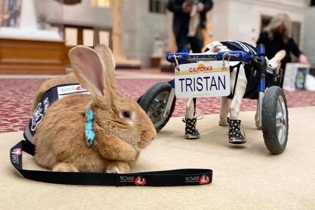 SFO’s Beloved ‘Wag Brigade’ Has Added A Giant Rabbit To Greet Flyers