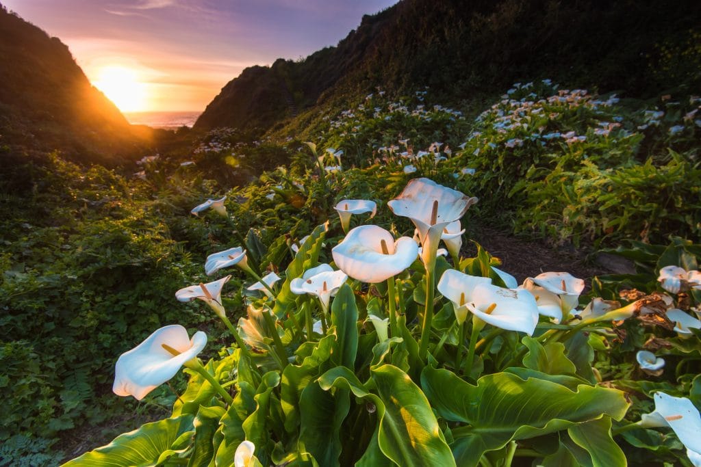 Calla Lily Valley in Big Sur at sunset.
